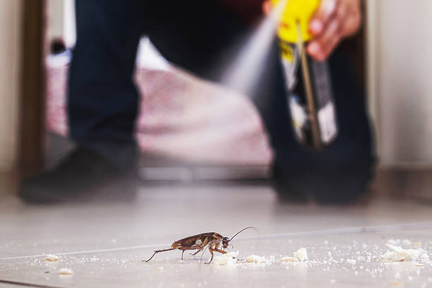 Best Local Pest Control Services  in El Granada, CA